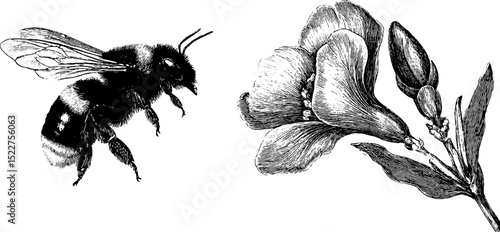 Engraved vintage bee and flower set for nature-inspired designs