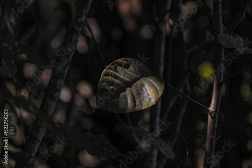 Folha Iluminada na Floresta – O Jogo de Luz e Sombra na Natureza