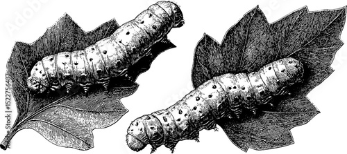 Intricate engraved illustration of caterpillar on leaf for nature and entomology design