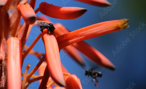 Insetos em Flor de Aloe Vera – Beleza Natural e Harmonia