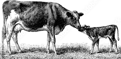 Mother cow licking calf - vintage farm life engraving for decor and design