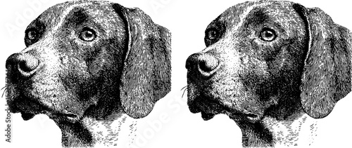 Vintage engraved dog illustrations with floppy ears for design projects