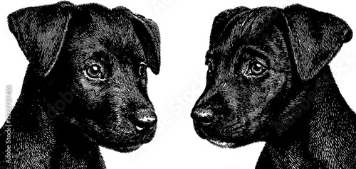 Engraved illustration of dogs with floppy ears for artistic design and decor
