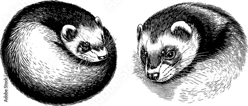 Detailed engraved illustration of ferrets curled up in balls for art and design