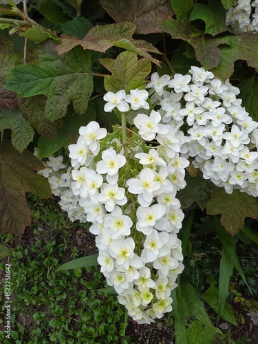 White Flower Cluster Blooming in Garden