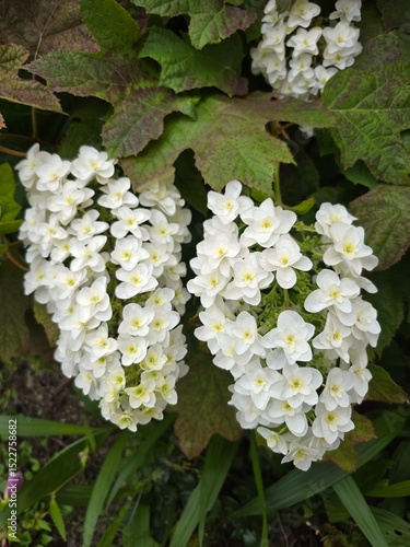 white flowers in the garden