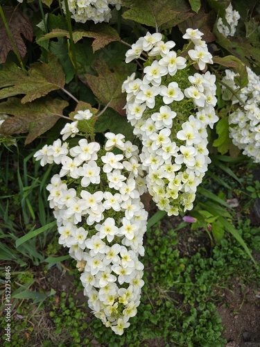 White Flower Cluster Blooming in Garden