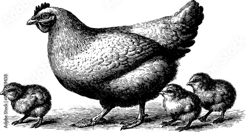 Vintage engraving of a hen with three baby chicks for farmhouse decor or educational use