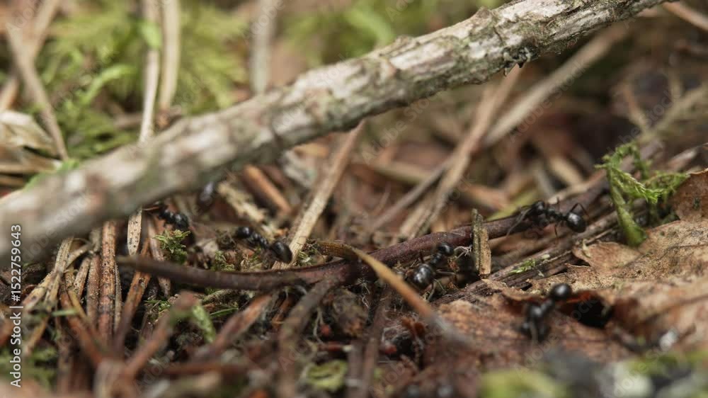Black ants move along the route and go about their routine. Ant road along a forest path. Insects in the wild Black ants move along the route and go about their routine. Ant road along a forest path. Insects in the wild