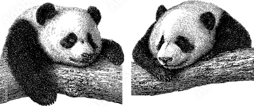Engraved illustration set of lazy panda bears resting on tree branches