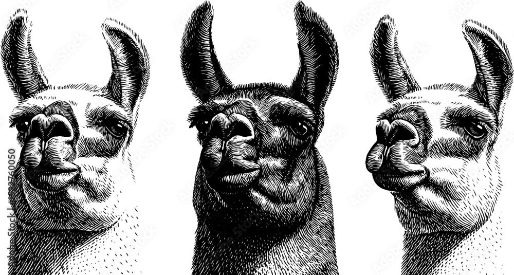 Obraz premium Humorous llama portraits engraved illustration set for creative designs