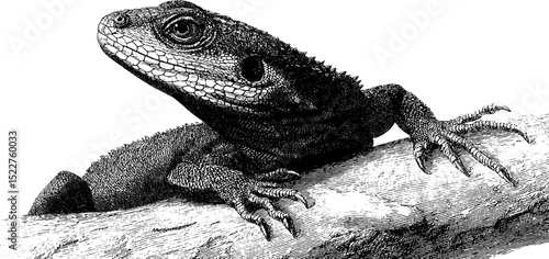 Engraved illustration of lizard sunbathing on branch for wildlife art and nature design