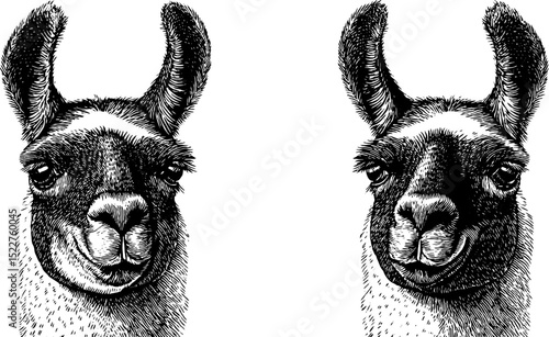 Humorous llama engravings - playful animal art with funny expressions for creative design