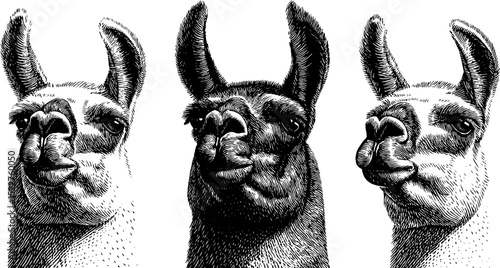 Humorous llama portraits engraved illustration set for creative designs