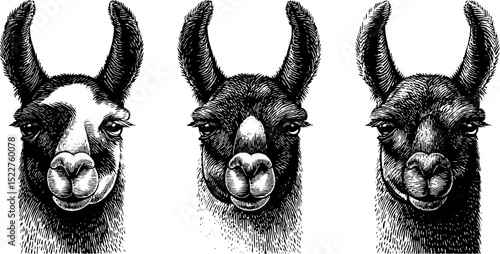 Humorous llama faces engraved illustration for animal-themed designs
