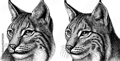 Engraved illustration set of lynx with tufted ears for wildlife design and art projects
