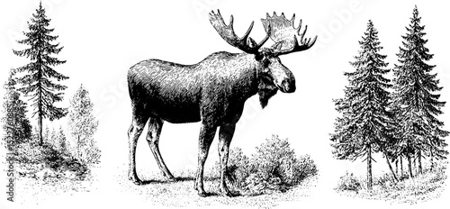 Engraved moose in forest scene for nature and wildlife design
