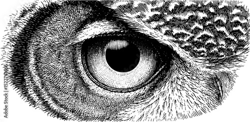 Engraved illustration of owl eye with detailed feather texture