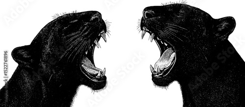 Engraved illustration of yawning panther set for artistic designs and wildlife themes