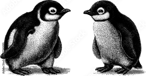 Engraved illustration of penguin chicks walking - nature and wildlife art for decor