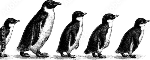 Engraved illustration of penguin chicks walking in a row for nature-themed design