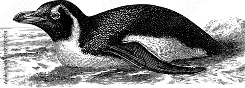 Engraved illustration of penguin sliding on ice - wildlife and nature art design