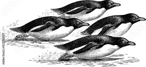 Engraved illustration of penguins sliding on ice for winter fun design