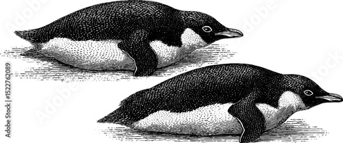 Engraved illustration of penguins sliding on ice for nature-themed designs