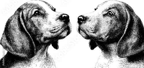 Engraved illustration of puppies with floppy ears for artistic design