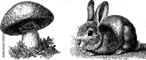 Engraved illustration of rabbit and mushroom set for nature design