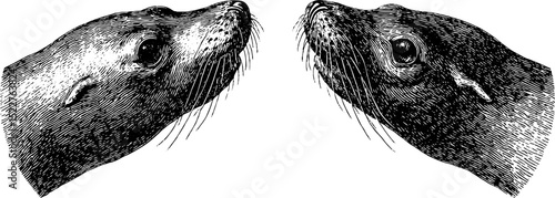 Engraved seal illustration set featuring clapping flippers for artistic design