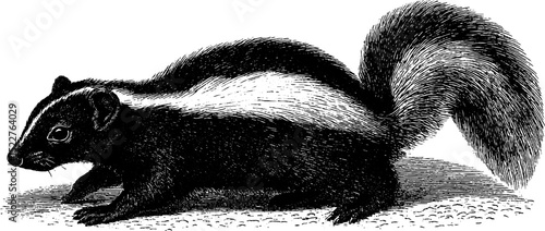 Engraved illustration of skunk with raised tail for nature and wildlife design