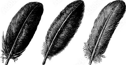 Intricate engraved illustration of turkey feathers for design and decoration