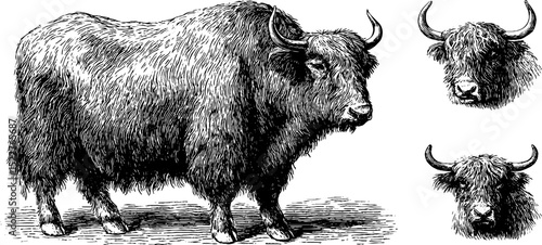 Engraved yak illustration set featuring fluffy coat details for art and design