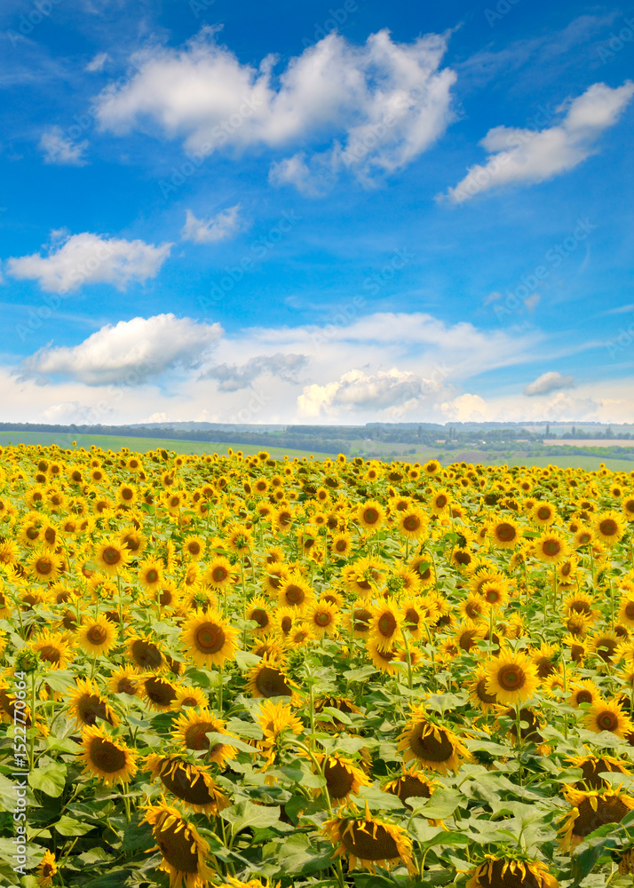 Fototapeta premium Sunflower fields landscapes on a bright sunny day with patterns formed in natural background.