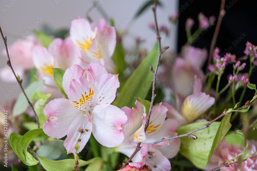 Fototapeta premium Bouquet of pink alstroemeria flowers, close up