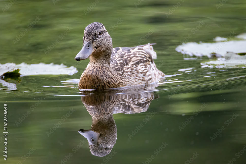 Fototapeta premium a female duck swims in a pond