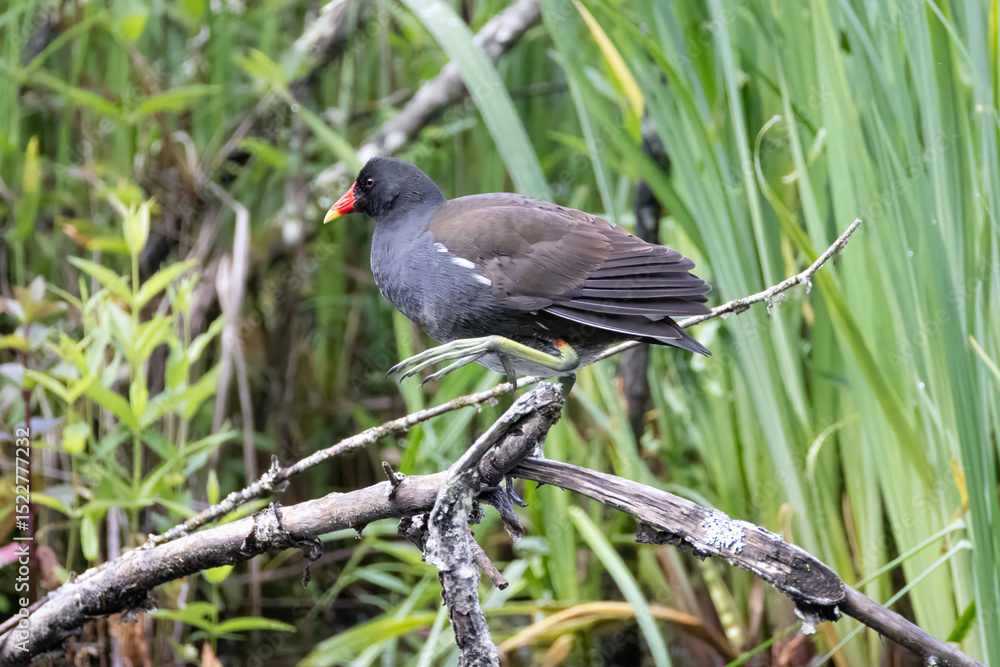 Obraz premium a moorhen stands on a branch in a pond