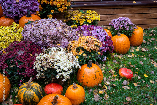 Vibrant Fall Display of Pumpkins and Chrysanthemums