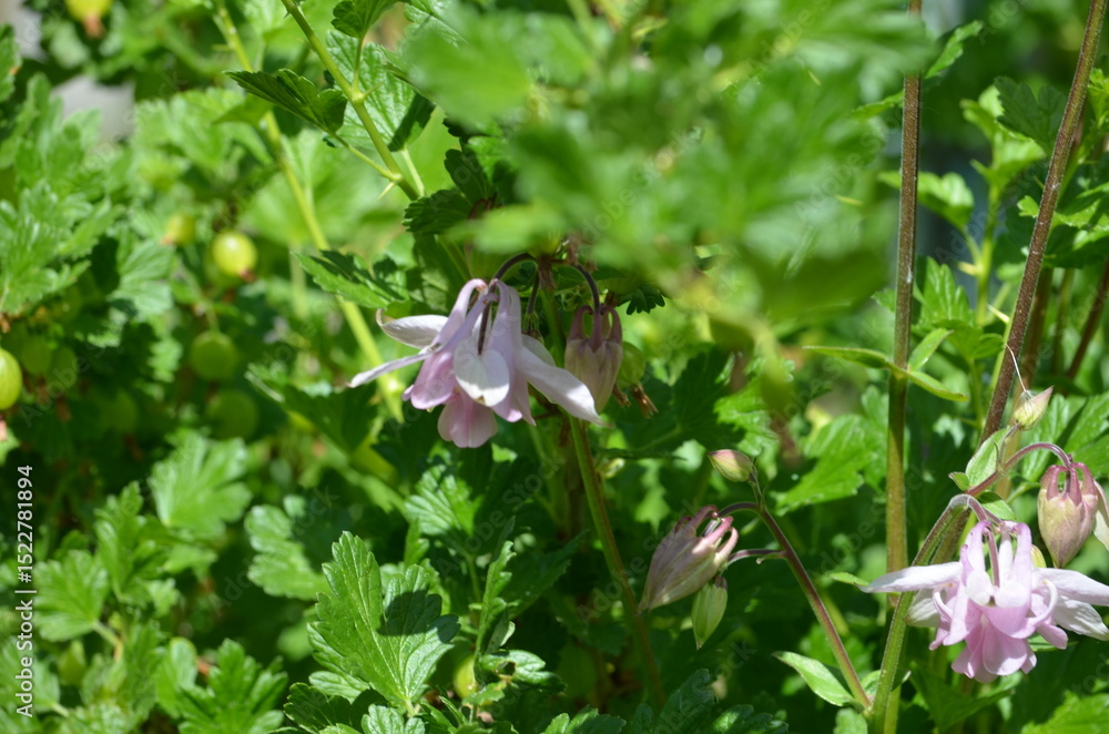 Fototapeta premium Aquilegia vulgaris garden flowers. The flower belongs to the buttercup family. Several light pink flowers on thin long stems with a bell-like bud. The flower petals are wide with a white center.