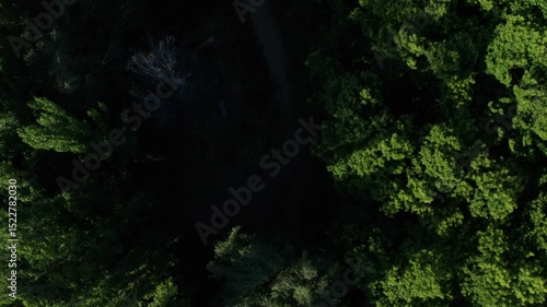 Into Forest Darkness 