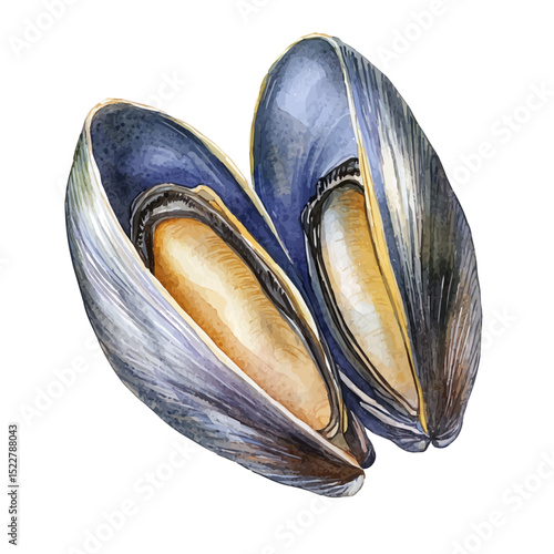 Mussel, watercolor drawing vector, high quality, isolated on a white background.