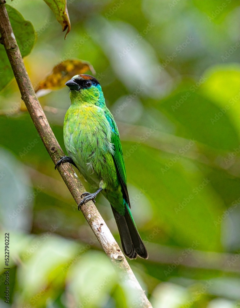Naklejka premium Green bird. A Palm Tanager 