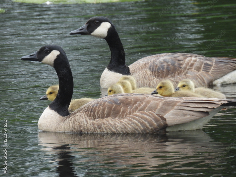 Obraz premium Goose and goslings8