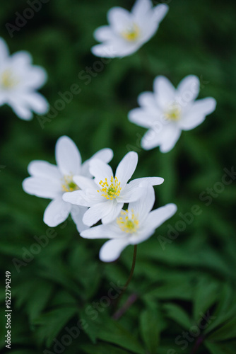 A vibrant display of white wildflowers covers the forest floor