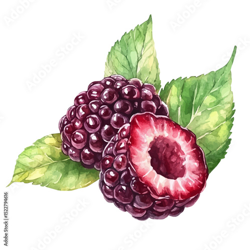 Mulberry Slice, watercolor drawing vector, high quality, isolated on a white background.