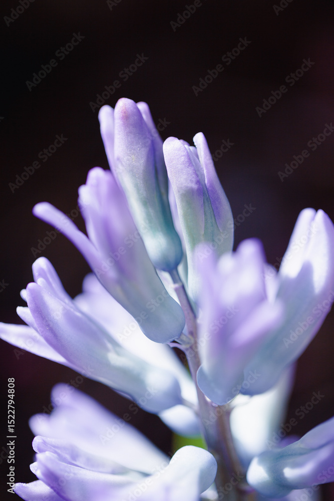 Fototapeta premium Captivating close-up of purple flowers focused on their unique petal structure