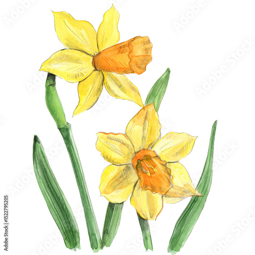 Foto two daffodils in springtime