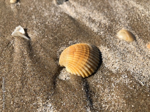 Shell on Beach