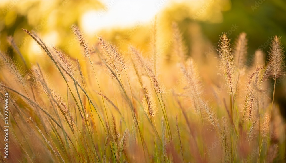 Fototapeta premium Blurry picture of flower grass in the garden in summer, soft and pastel yellow